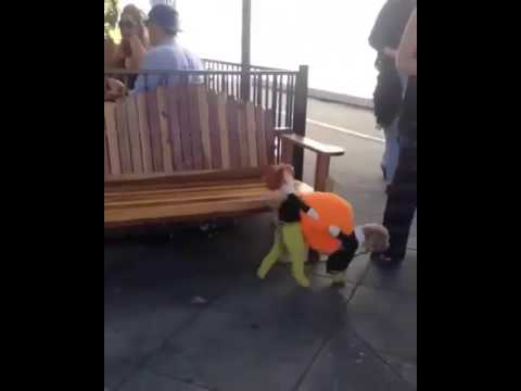 Собака гуляет в одежде по улице / Epic fail dog clothing