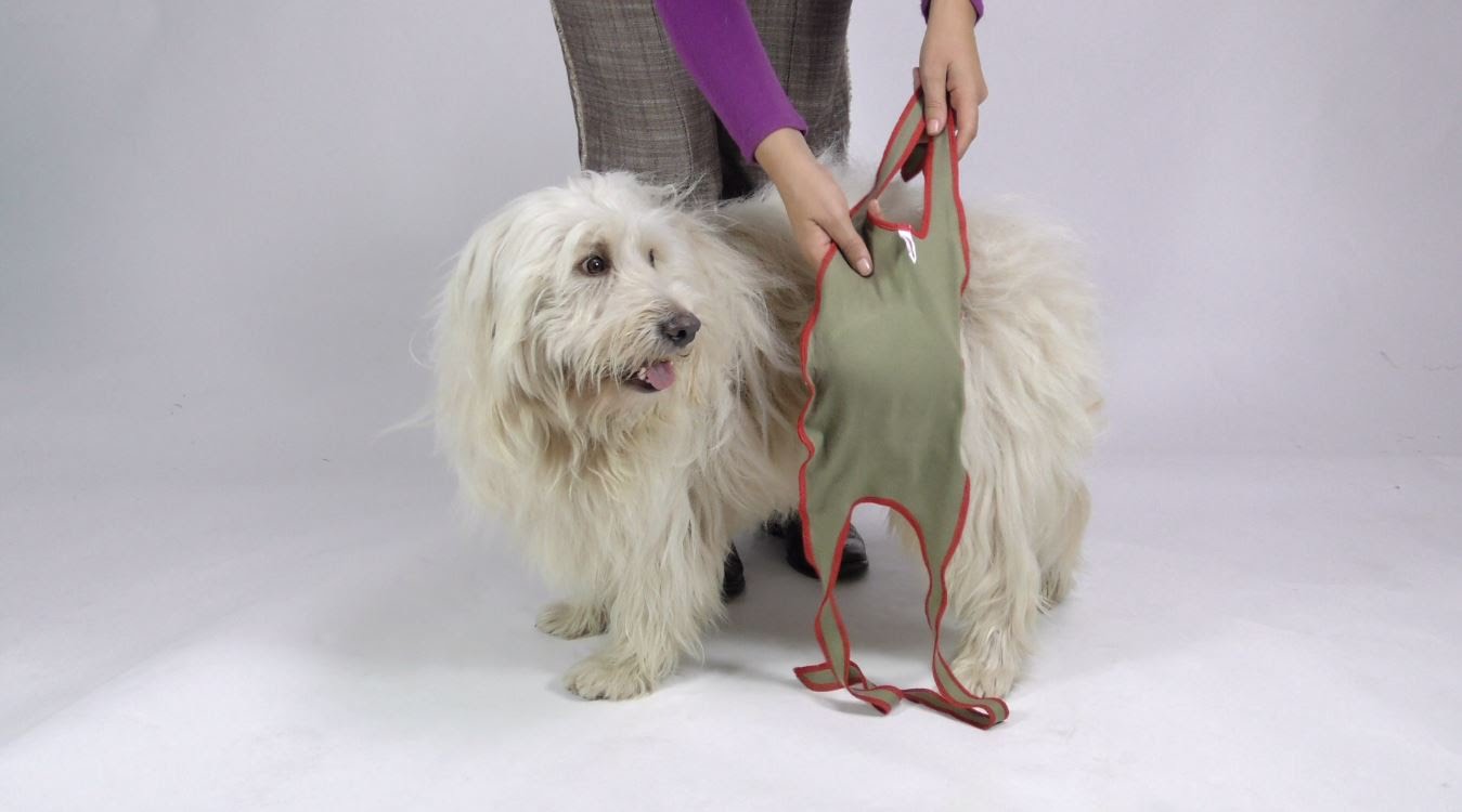 Fitting Instruction for Piccobello Dog Diapers for Small Male Dogs