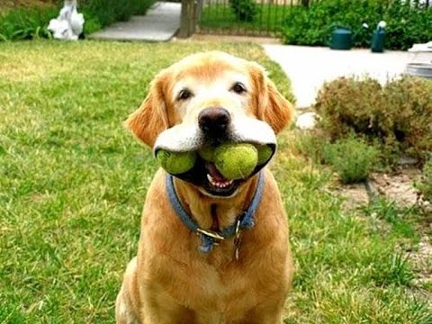 Funny Animals | Cute dogs play with small ball