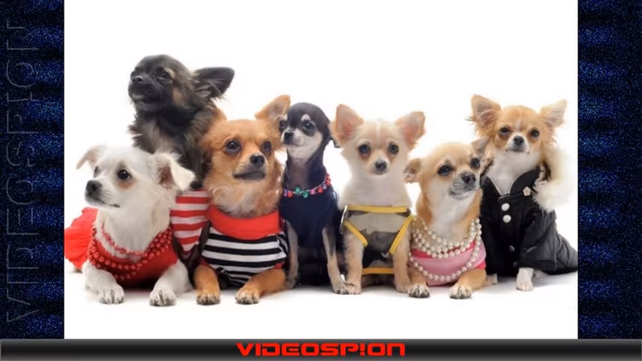 funny dog clothes 002