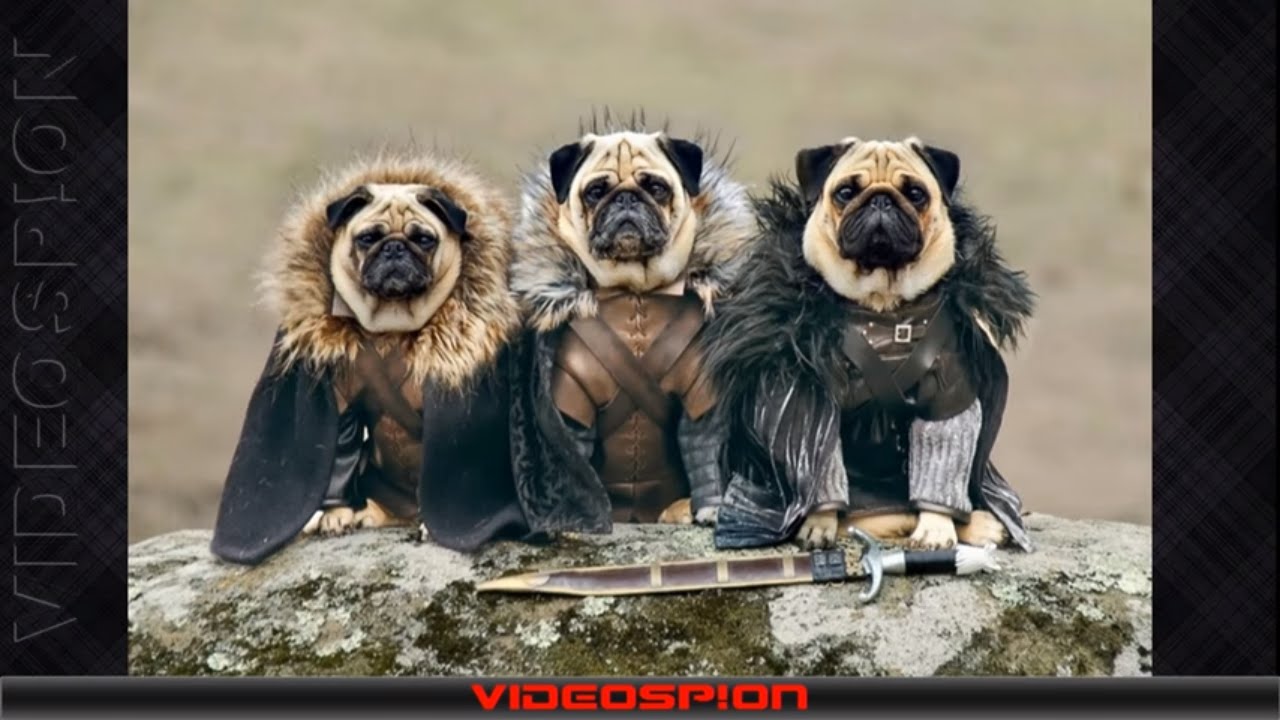Funny dog clothes 01 Compilation 2016