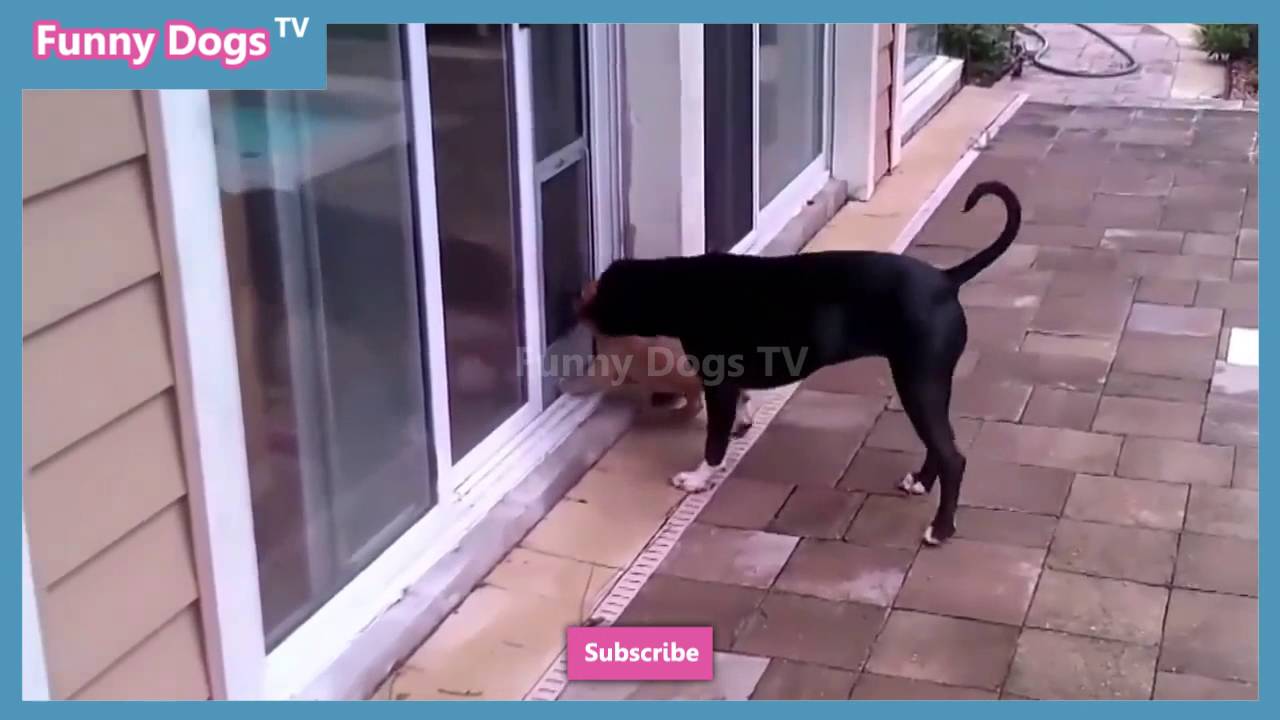 Funny Dog – Funny Dogs Small One Enter Bore Houses