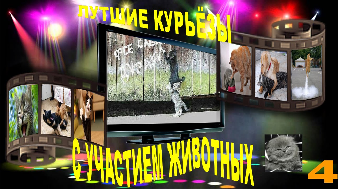 Смешные собаки в одежде – Funny dog in clothes