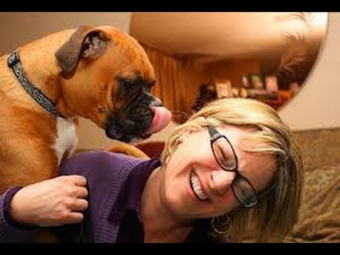 Funny Dogs Crazy Animals with Humans Small Dogs Looks Awesome Clicks Latest