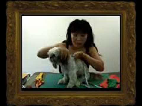 ✪ Funny Dogs ✪✂ Dog Summer Clothes Pattern Free Thunder Shirt For Dogs ♡ 2