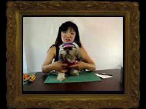 ✪ Funny Dogs ✪✂ How To Make Easy Free Dog Clothes Cutting Pattern for Homemade Clothing ♡ 3