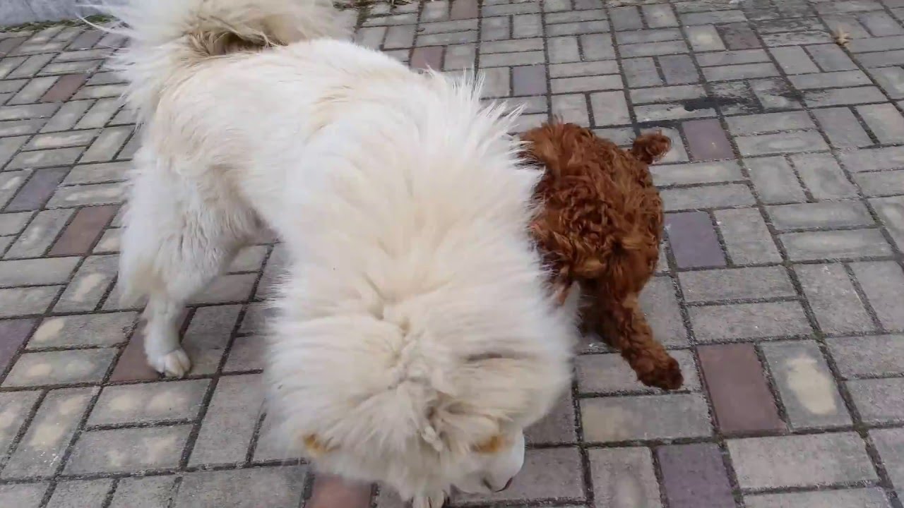 [Funny Poodle Gamja] Small Puppy Playing with Big Chinese Dog
