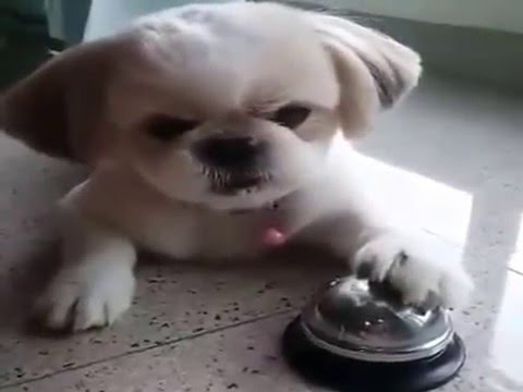 حركات كلاب صغيرة مضحكة  –  Funny small dogs