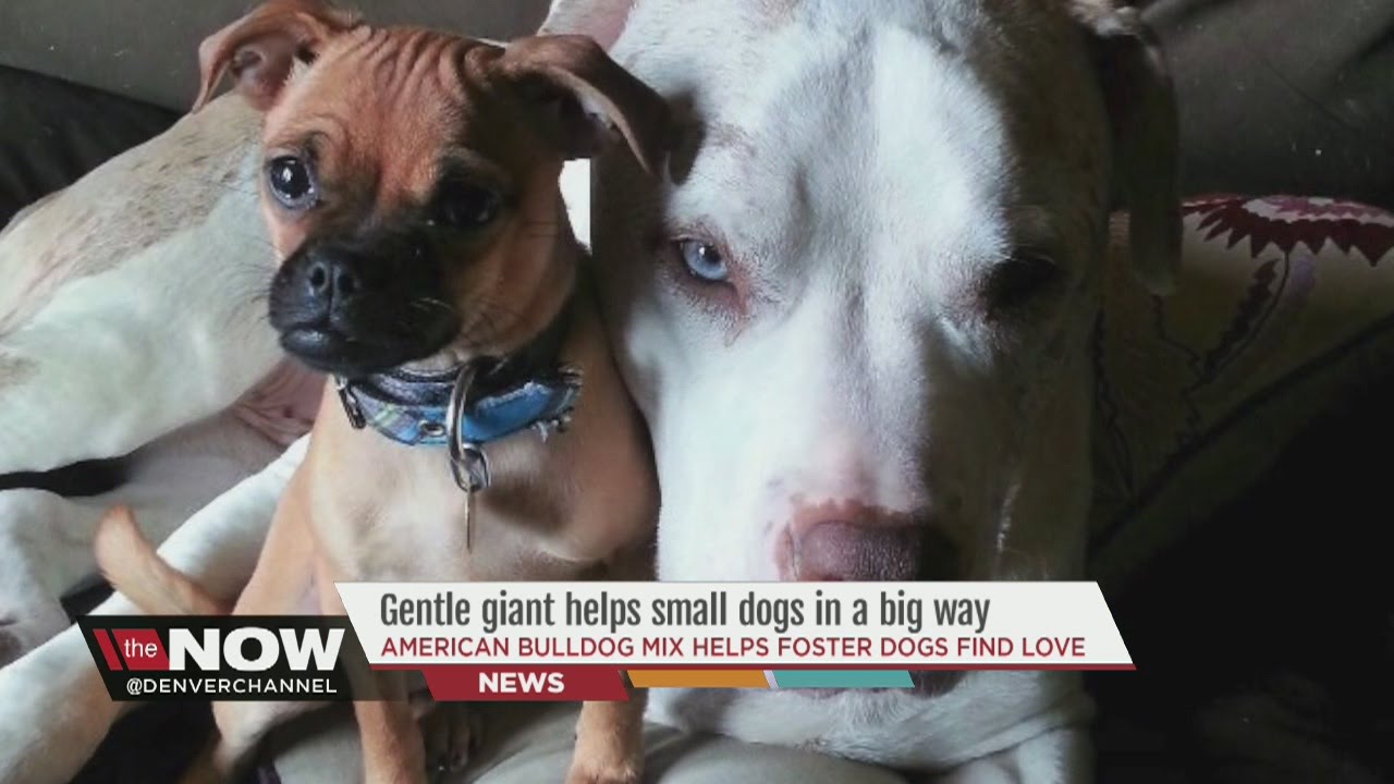 Gentle giant helps small dogs in a big way; American Bulldog mix helps foster dogs find love