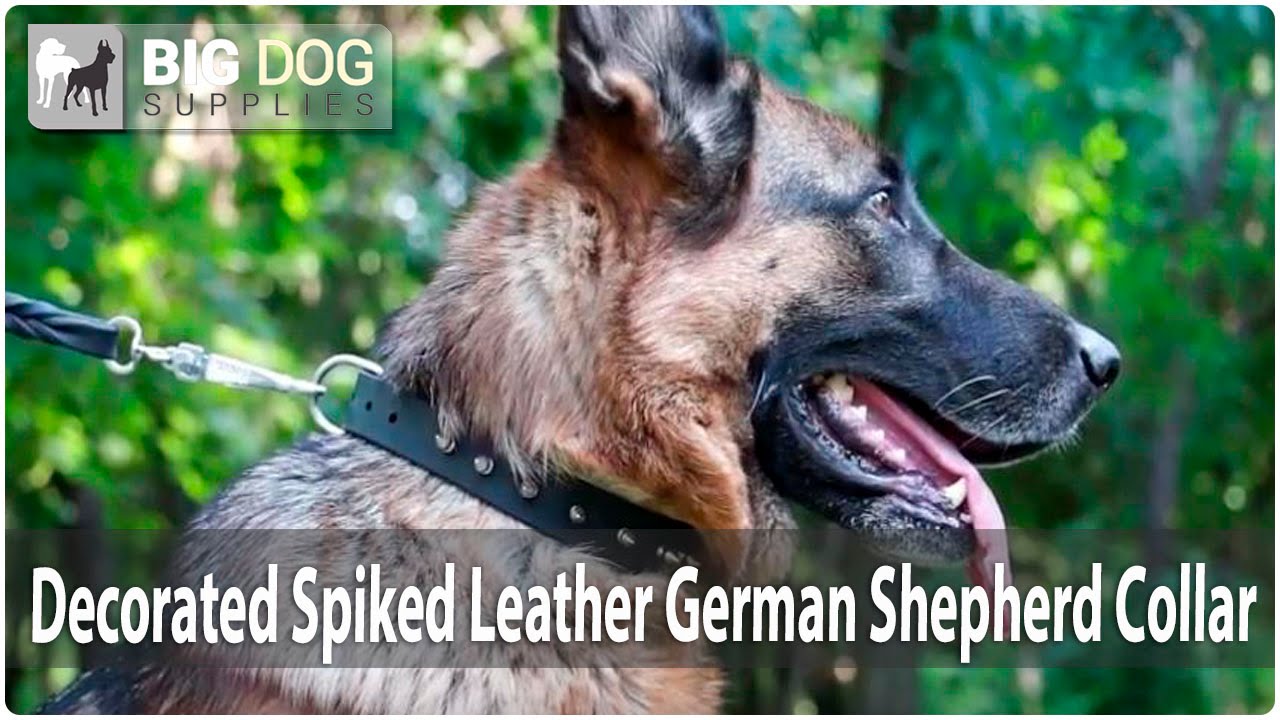 German Shepherd Enjoys Walking in Stylish Leather Dog Collar with Spikes