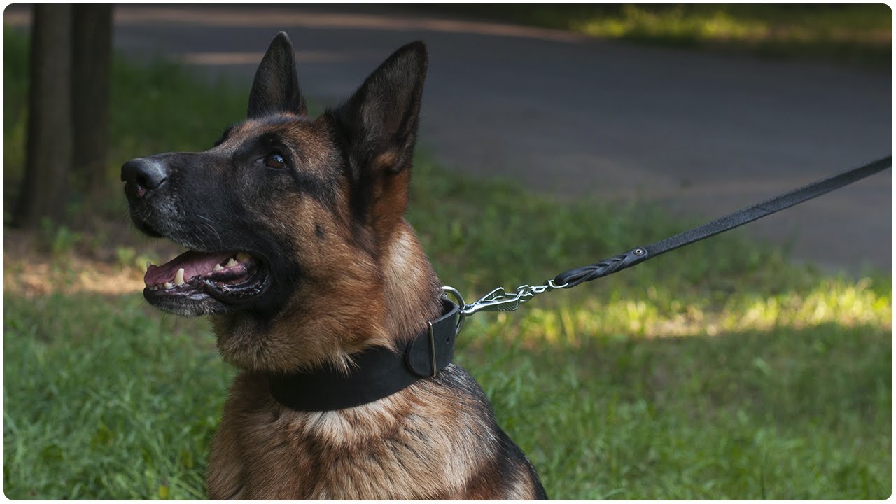 German Shepherd walking and playing in Extra Wide Leather Dog Collar