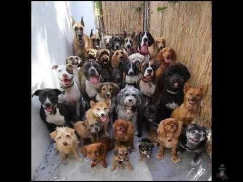 get dog training online