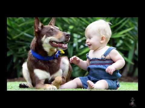 get dog trainings online