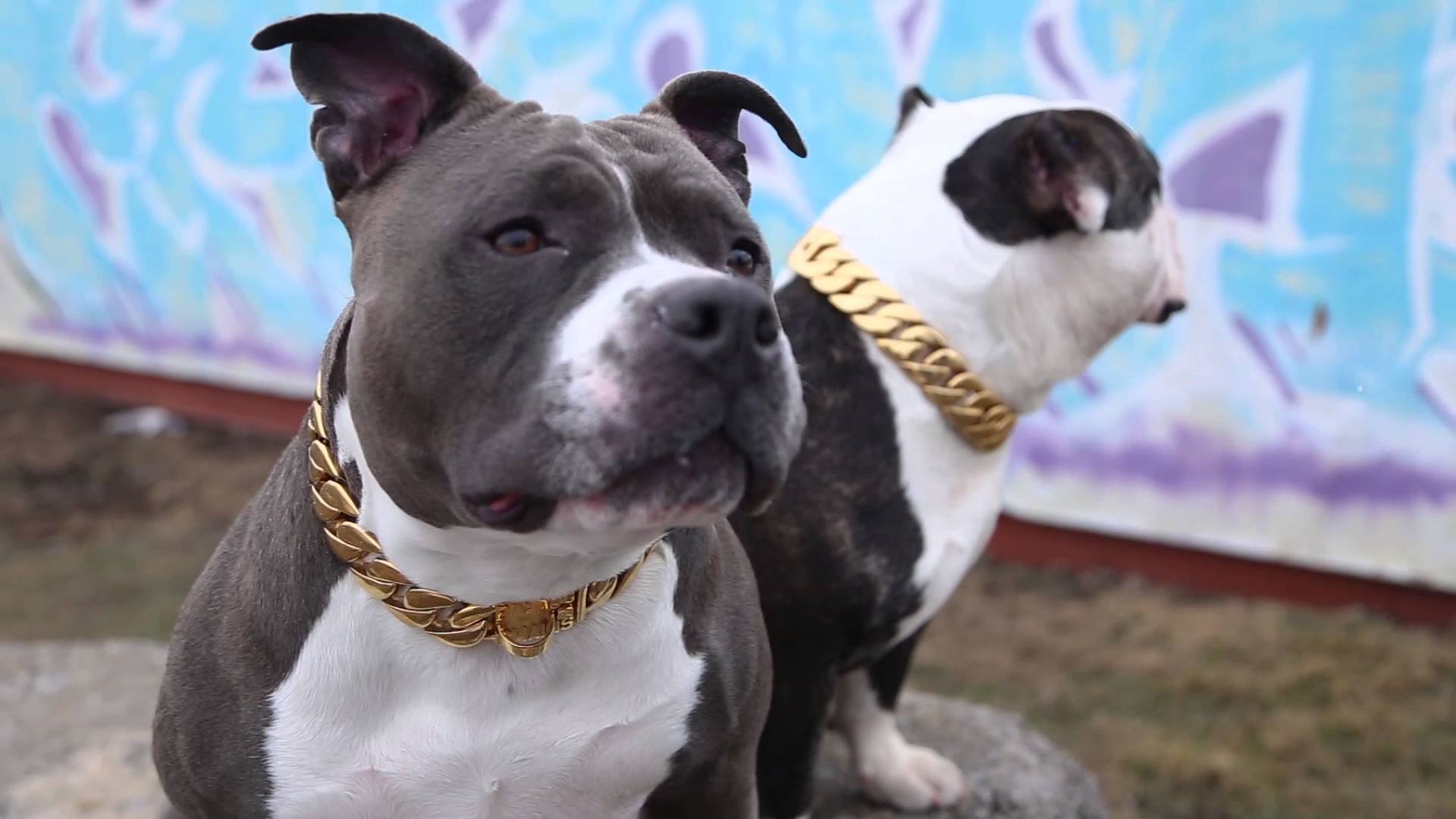 Gold Dog Collar Collection | BIG DOG CHAINS