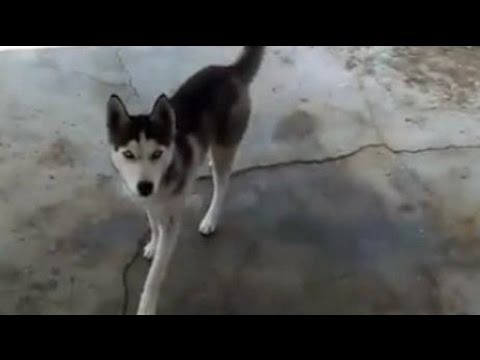 Good dog : The easy way to call the dog just by whistling