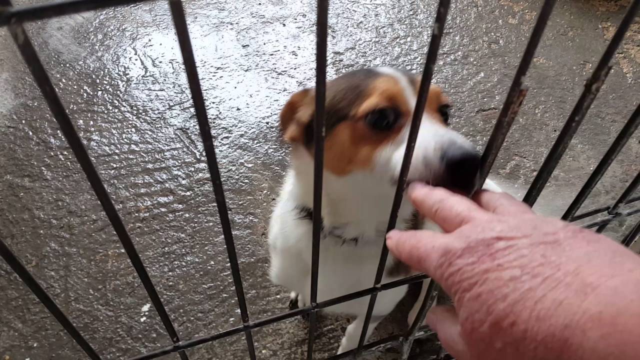 GREG Small terrier male VALENCIA PERRERA DOGS 2 May 2016