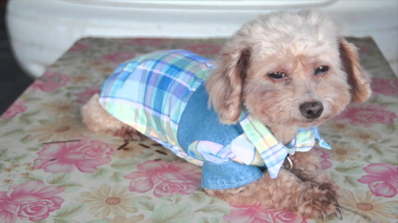 Hand made Dog Clothes 手作狗衣服