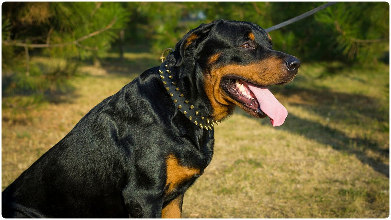 Handsome Rottweiler Walking in Leather Dog Collar with Gold-Like Spikes