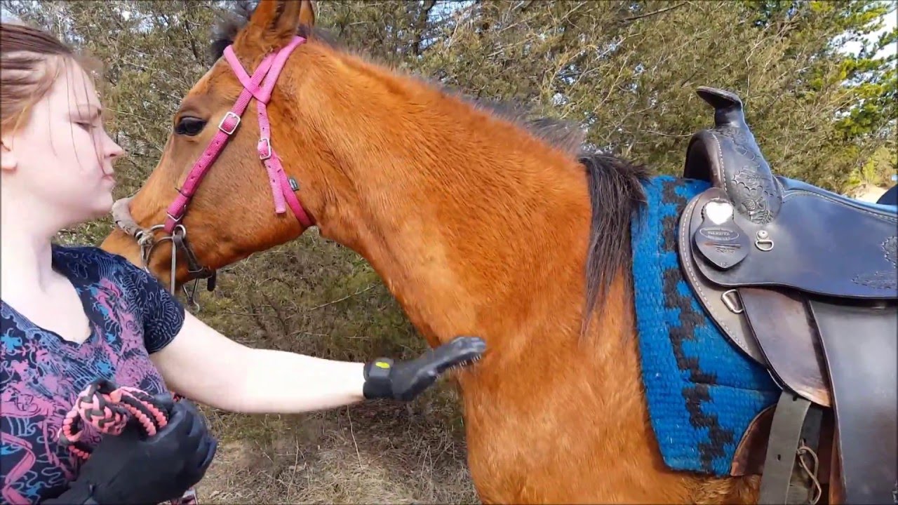 HandsOn Gloves grooming bathing massage & de-shedding horses dogs cats rabbits small pets