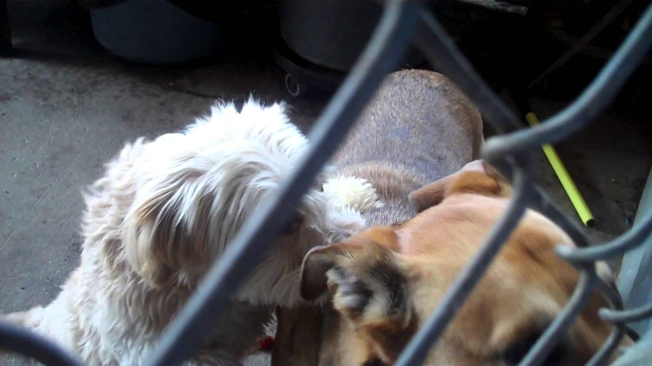 Hank With More Small Dogs