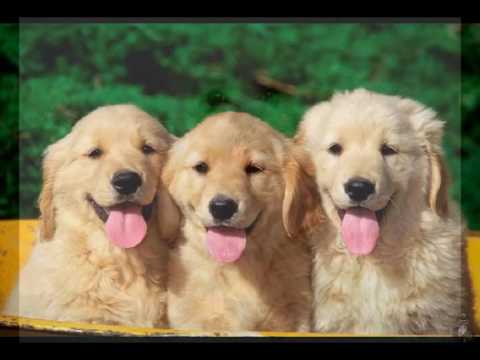 high priced dog trainings