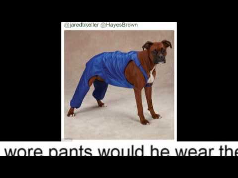How DOES a dog wear pants? Bizarre canine clothing conundrum takes internet by storm