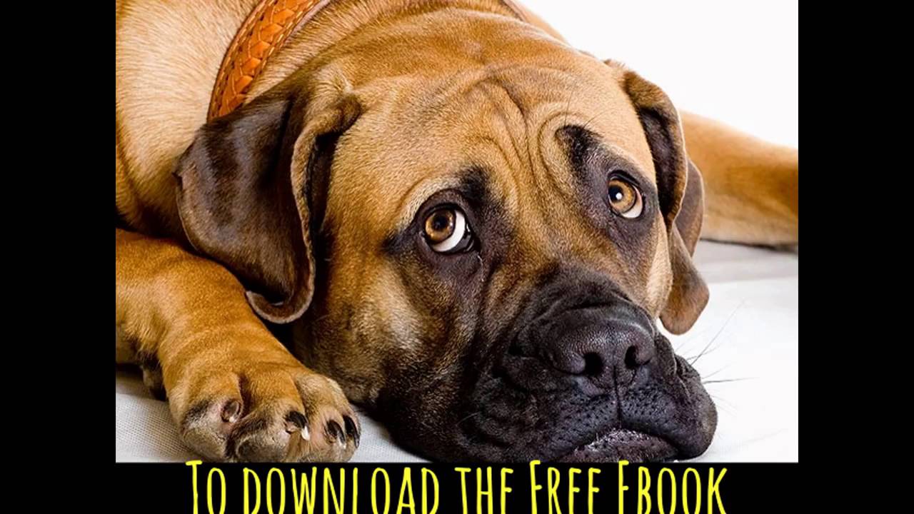 How to Get Rid of Dog Smell on Clothes