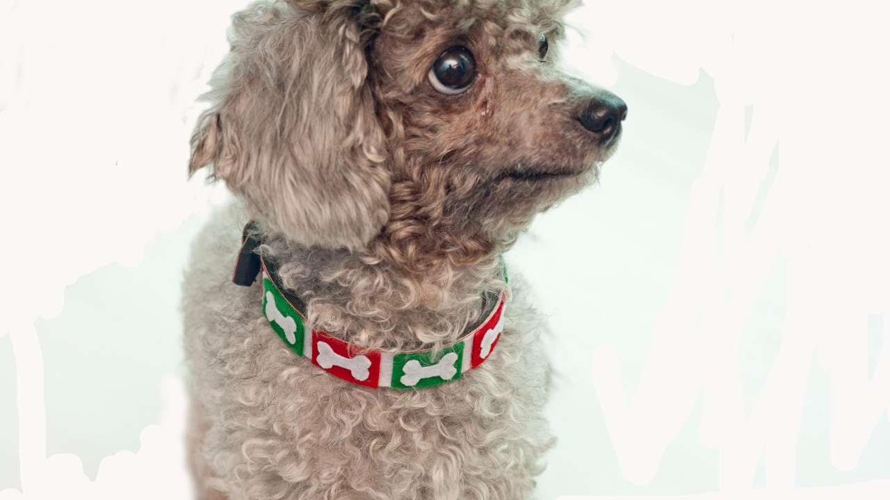 How To Make A Festive Bone Dog Collar – DIY Crafts Tutorial – Guidecentral