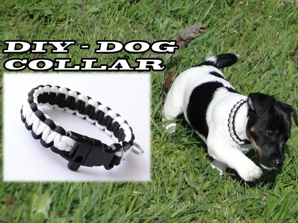How to Make a Paracord Dog Collar –Featured: Jack Russell Terrier „Archie“