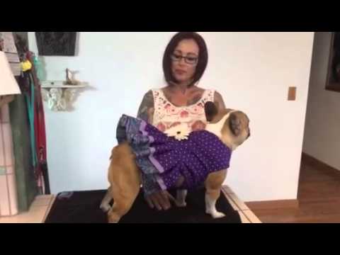 How to measure for custom dog clothes