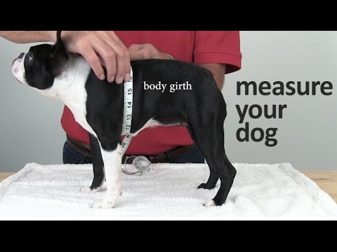 How to Measure your Dog for Harnesses, Collars, and Clothing
