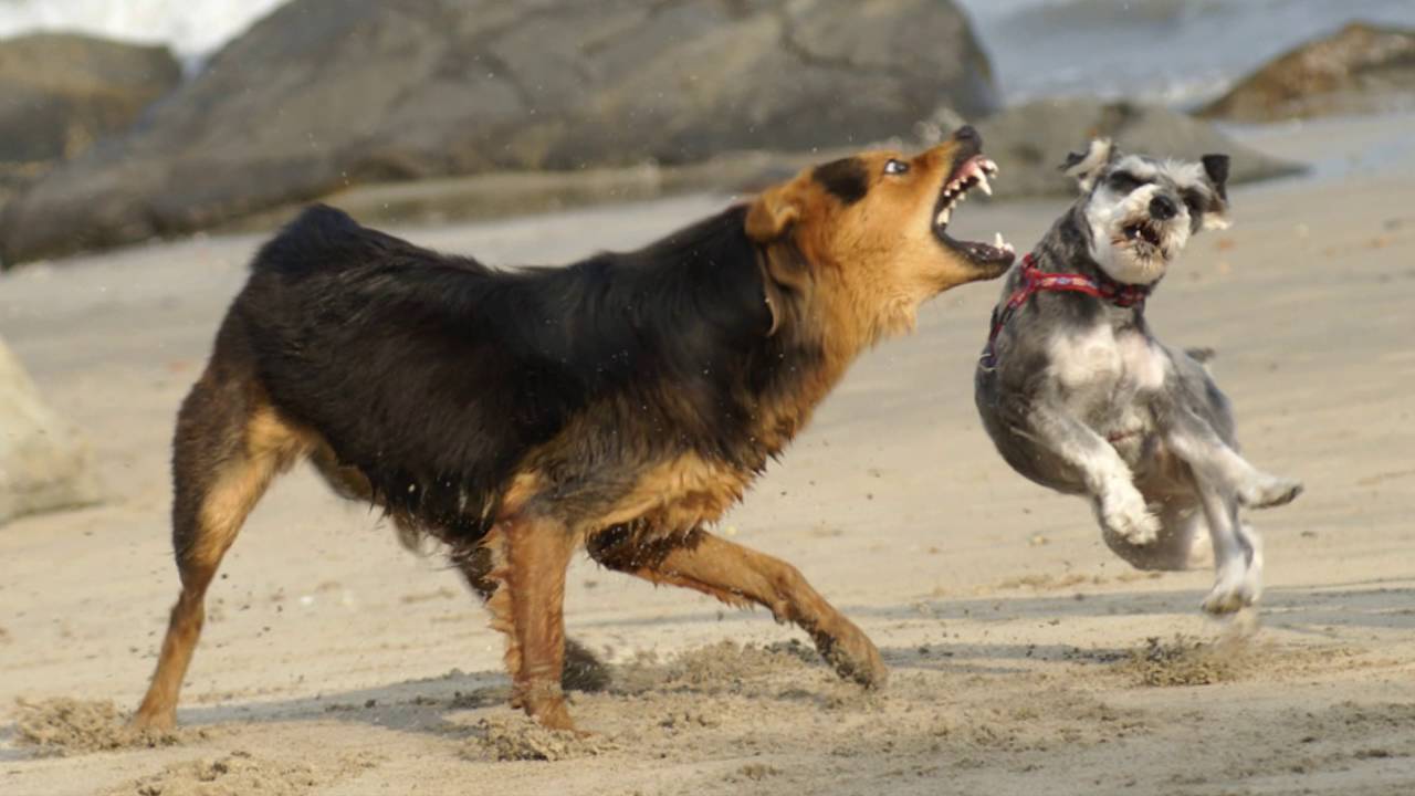 How to Stop Aggressive tendencies in Small Dogs