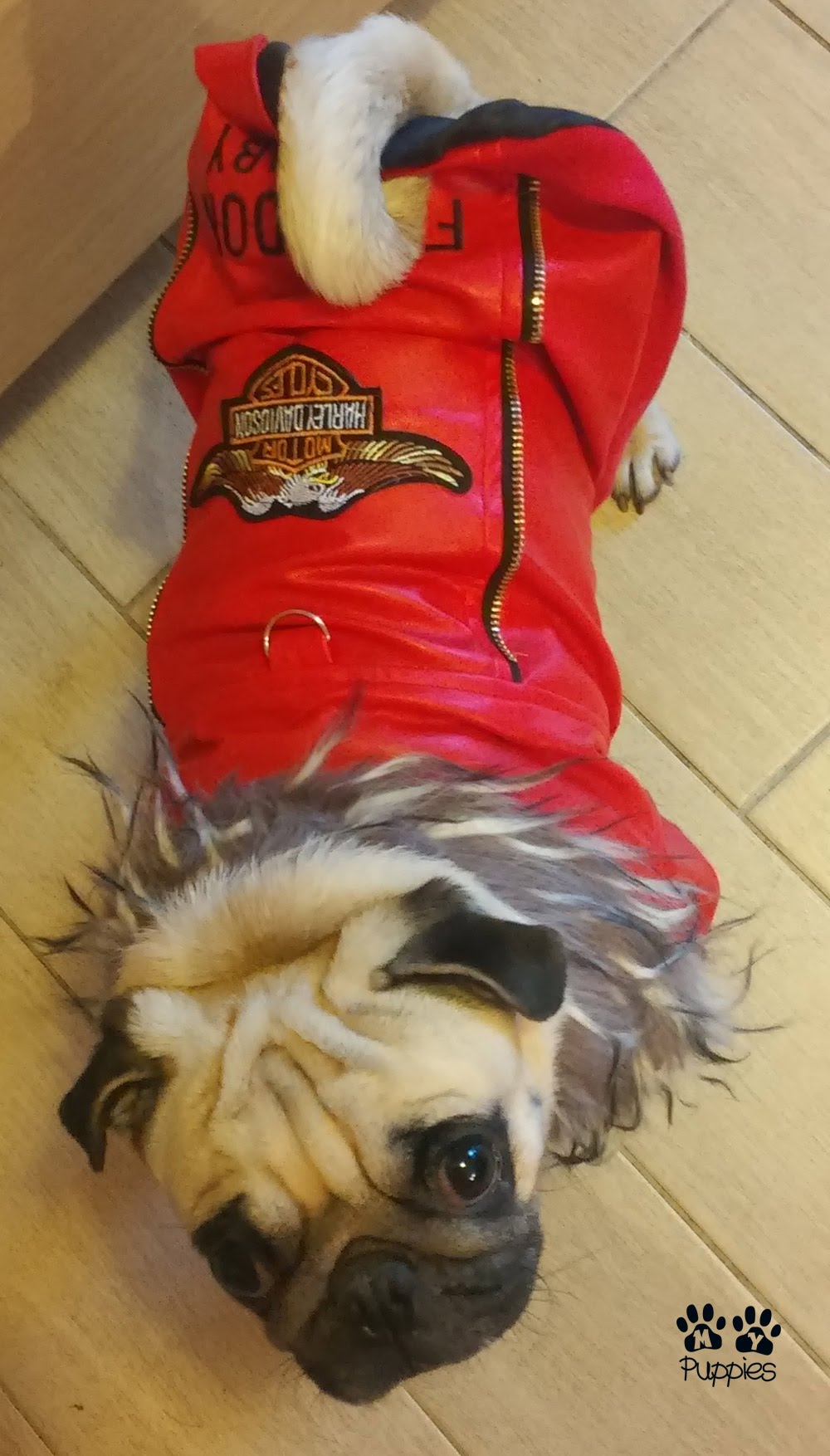 How to were Pet Dog clothes