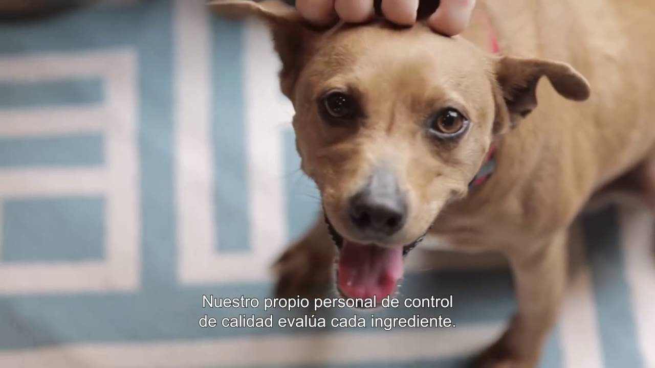 I Stand Behind Beneful® Dog Food   Purina® Beneful®