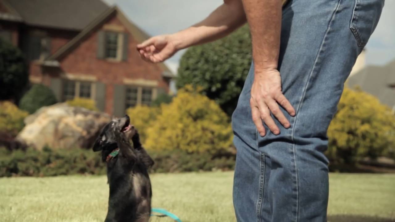 I Stand Behind Beneful® Dog Food   Robert   Purina® Beneful®