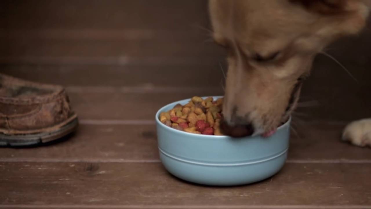 I Stand Behind Beneful® Dog Food   Eric   Purina® Beneful®
