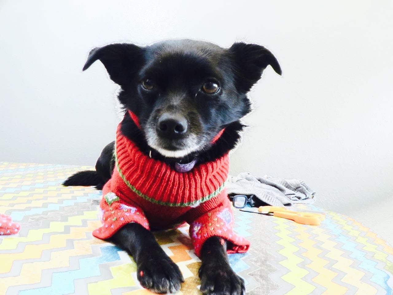 Instant DIY: Thrift Shop Teddy Bear=Dog Sweater