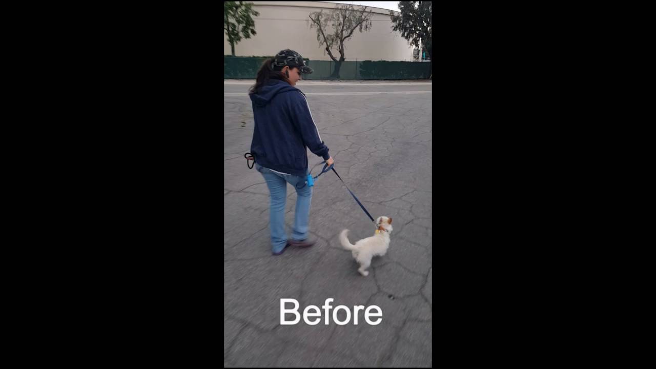 Introducing the prong collar to small dog