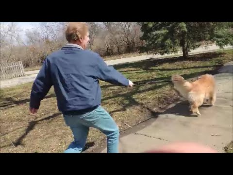 Is Your a Dog a Horrible Walker? Try The SafeCalm Training Collar – Dog Whisperer BIG CHUCK MCBRIDE