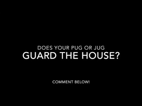 Jug Dog Guarding House! (Funny!)