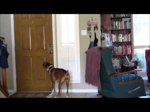 K9K-914 Dog Bark Collar by K9konnection in action