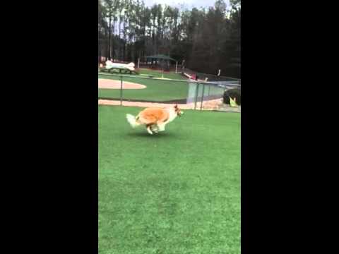 Katie playing with small dogs at park