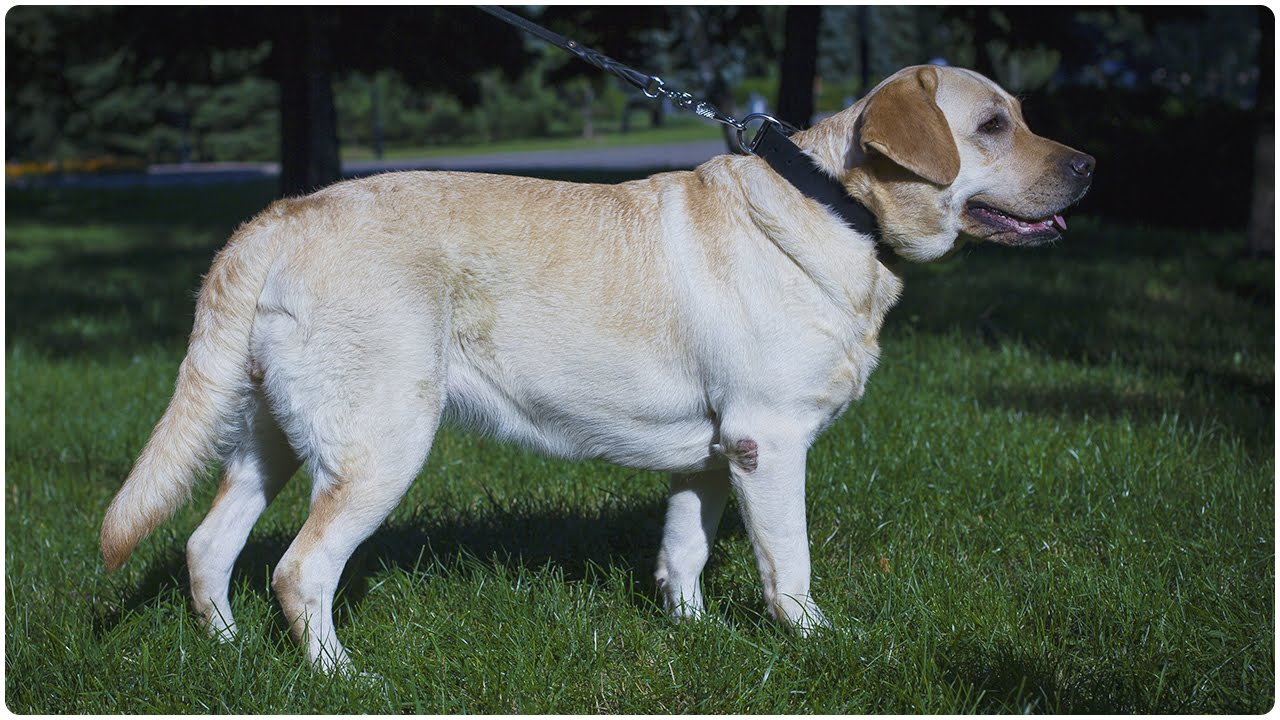 Labrador Retriever looks classy in Plain Design Leather Dog Collar for Daily Use