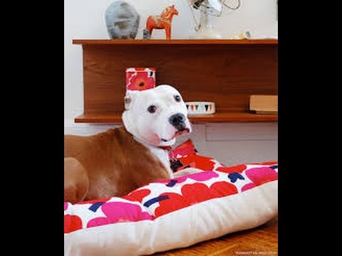 Large Dogs on Pinterest | Small Dog | Diy Dog Bed Large, Bed Frame, Dog Beds For Large Dogs Diy