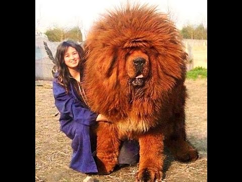 Large Dogs That Still Believe They Are Small babies