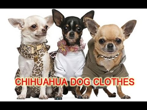 Latest Chihuahua Dog Clothes 2016