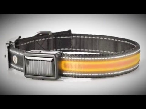 Lighted Dog Collar