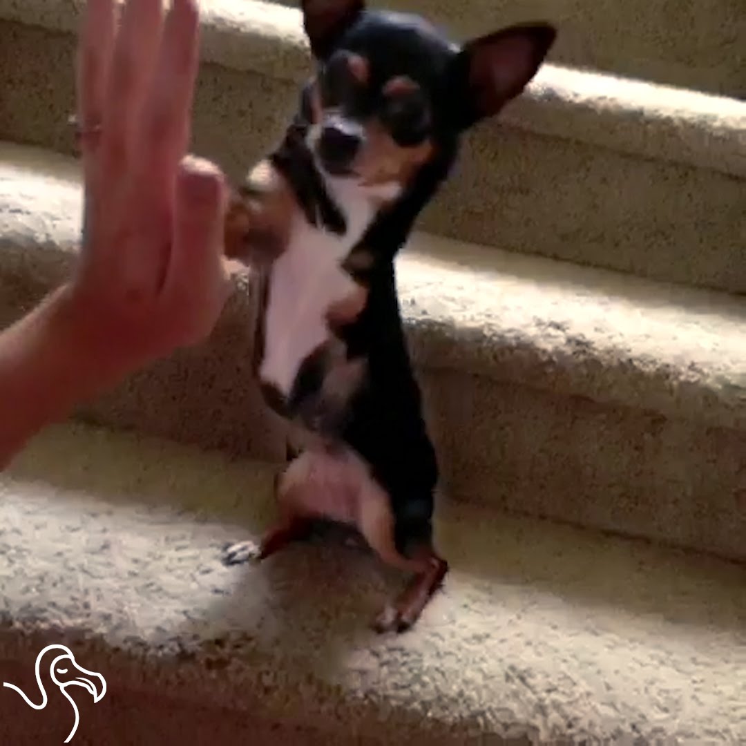 Little Dog Rules Her House On 3 Legs