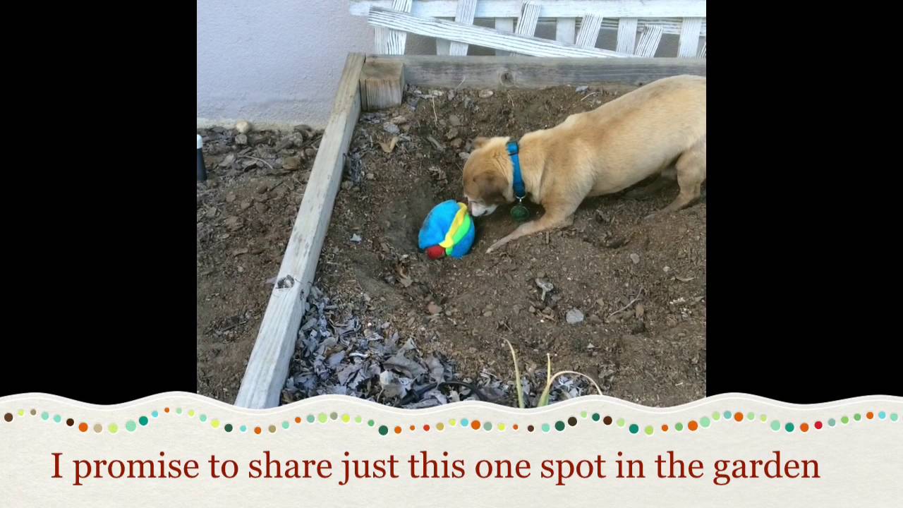 Louie, an adoptable dog