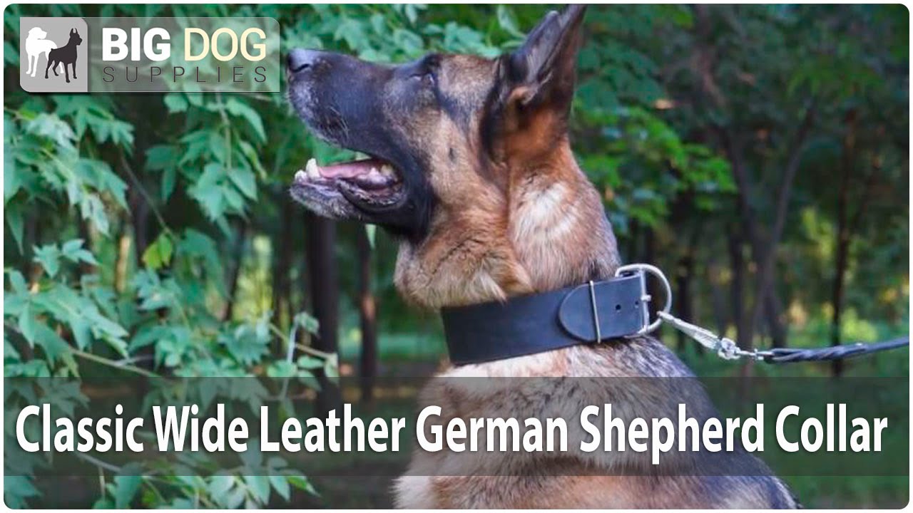 Lovely German Shepherd Wearing Top Quality Wide Leather Dog Collar